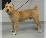 Small American Pit Bull Terrier