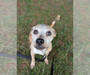 Chihuahua-Unknown Mix Dogs for adoption in Kewanee, IL, USA