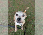 Small Chihuahua Mix