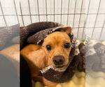 Small #3 Chihuahua Mix