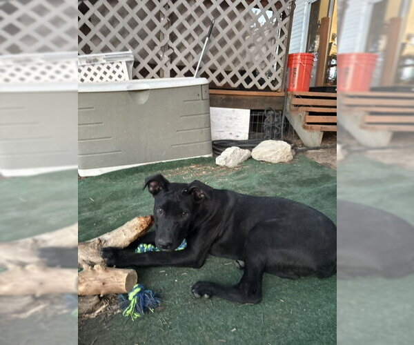 Medium Photo #1 Labrador Retriever-Unknown Mix Puppy For Sale in Aurora, CO, USA