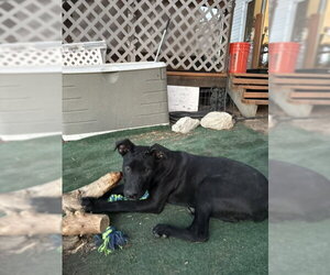 Labrador Retriever-Unknown Mix Dogs for adoption in Aurora, CO, USA