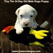 Small Photo #226 Dogo Argentino Puppy For Sale in JANE, MO, USA