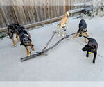 Small #6 German Shepherd Dog Mix