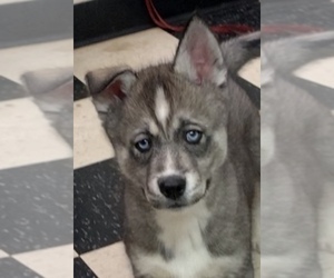 Siberian Husky Puppy for sale in BEAVER, OH, USA