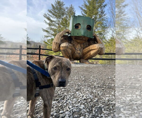 Medium Photo #2 Mutt Puppy For Sale in Candler, NC, USA