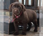 Small Photo #5 Labrador Retriever Puppy For Sale in NEW HOLLAND, PA, USA