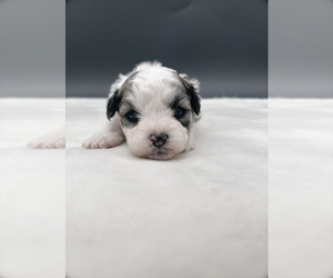 Zuchon Puppy for sale in FAIRBANK, IA, USA