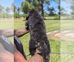 Small Photo #26 Bernedoodle-Golden Mountain Dog Mix Puppy For Sale in DAVIS, CA, USA