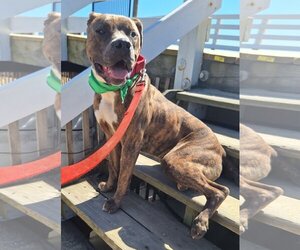 Mutt Dogs for adoption in Virginia Beach, VA, USA