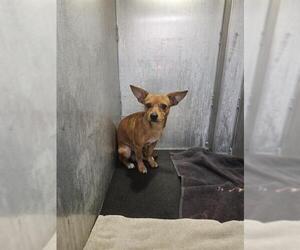 Chihuahua-Unknown Mix Dogs for adoption in San Antonio, TX, USA