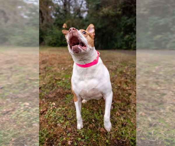 Medium Photo #6 American Staffordshire Terrier-Unknown Mix Puppy For Sale in Holly Springs, NC, USA