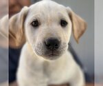 Small Photo #3 Golden Labrador Puppy For Sale in San Diego, CA, USA