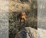 Small Photo #17 Rhodesian Ridgeback Puppy For Sale in MORONGO VALLEY, CA, USA