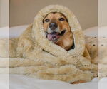 Small #9 German Shepherd Dog Mix