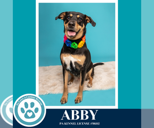 Abby (Mom to the Brindle Boos) 110423 - Female Labrador Retriever-Unknown Mix Dog for Adoption - Photo #9