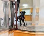 Small #7 Labrador Retriever Mix