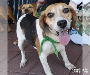 Beagle-Unknown Mix Dogs for adoption in Washington, DC, USA