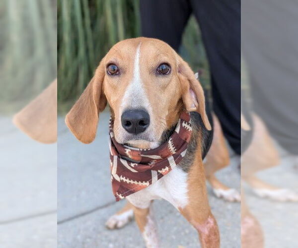 Medium Photo #1 Treeing Walker Coonhound Puppy For Sale in Oakhurst, NJ, USA
