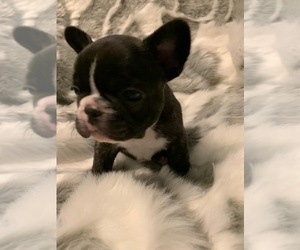 French Bulldog Puppy for sale in JOHNS ISLAND, SC, USA