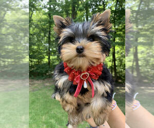 Yorkshire Terrier Puppy for sale in EAST AMHERST, NY, USA
