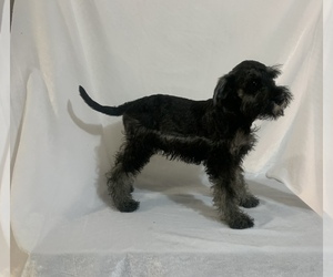 Schnauzer (Miniature) Puppy for sale in CHULA VISTA, CA, USA