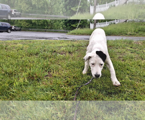 Medium Photo #27 Shollie Puppy For Sale in Sebec, ME, USA