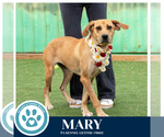Small #8 Labrador Retriever Mix