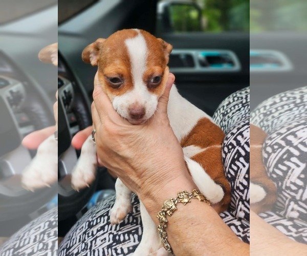Medium Photo #7 Chihuahua-Unknown Mix Puppy For Sale in Wakefield, RI, USA