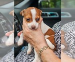 Small #6 Chihuahua Mix