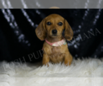 Small #2 Dachshund