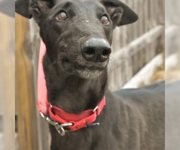 Medium Photo #1 Greyhound Puppy For Sale in Grandville, MI, USA