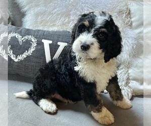 Bernedoodle Puppy for sale in CAMBRIDGE, MN, USA