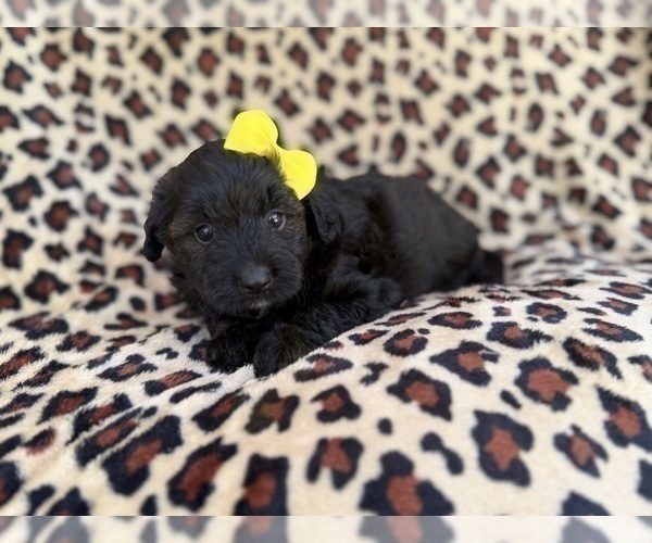 Medium Photo #1 Aussiedoodle Miniature  Puppy For Sale in LAKELAND, FL, USA