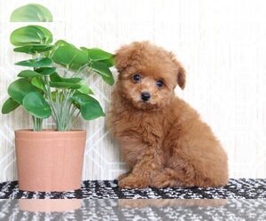 Poodle (Miniature) Puppy for sale in EL CAJON, CA, USA
