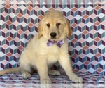 Small Photo #3 Golden Retriever Puppy For Sale in LANCASTER, PA, USA