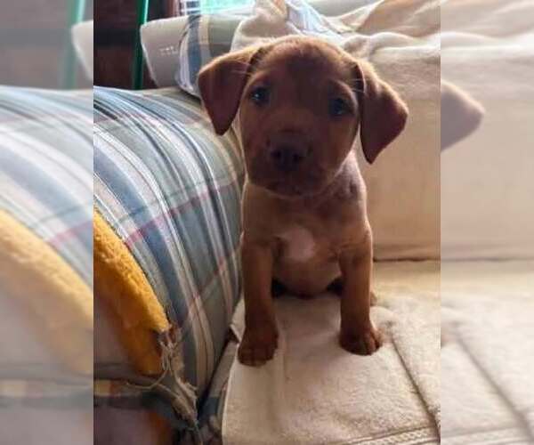 Medium Photo #6 Mutt Puppy For Sale in Mount Laurel, NJ, USA
