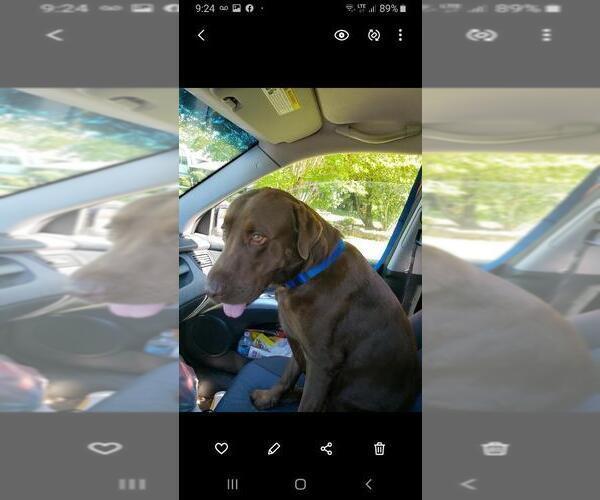 Medium Photo #2 Labrador Retriever Puppy For Sale in WEAVERVILLE, NC, USA