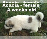 Small Photo #49 Great Pyrenees Puppy For Sale in HILLSVILLE, VA, USA