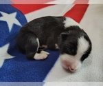 Small Photo #48 Border Collie Puppy For Sale in NORBORNE, MO, USA