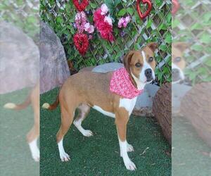Beagle-Unknown Mix Dogs for adoption in Oklahoma City, OK, USA
