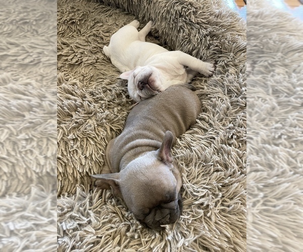 Medium Photo #4 French Bulldog Puppy For Sale in PUEBLO, CO, USA