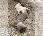 Small Photo #4 French Bulldog Puppy For Sale in PUEBLO, CO, USA
