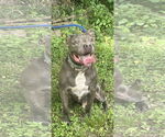 Small #2 American Pit Bull Terrier-American Staffordshire Terrier Mix