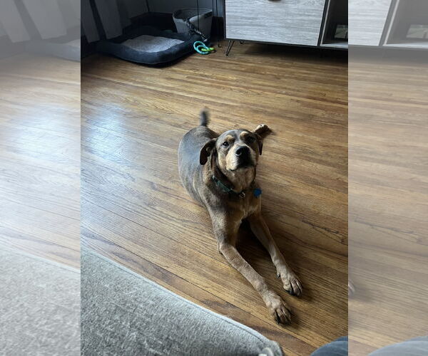 Medium Photo #3 Mutt Puppy For Sale in Minneapolis, MN, USA