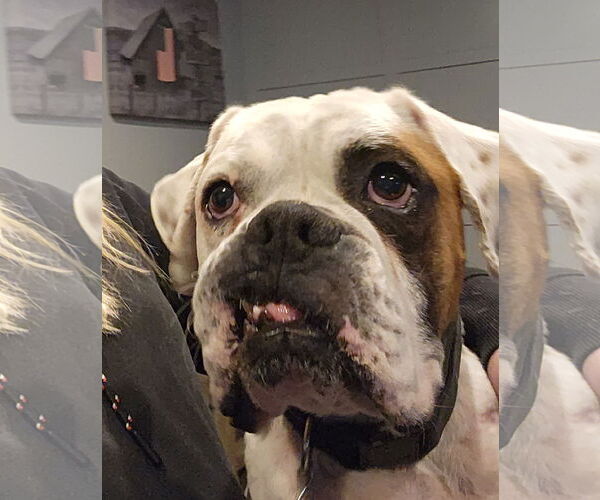 Medium Photo #6 Boxer Puppy For Sale in Sandy, UT, USA