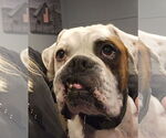 Small #5 Boxer