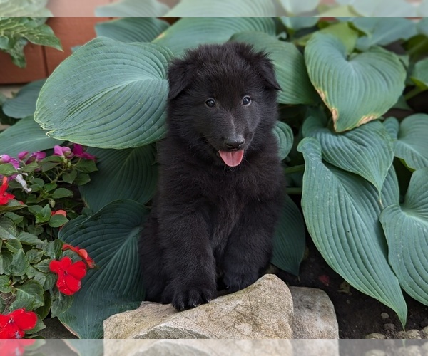 Medium Photo #2 Belgian Sheepdog Puppy For Sale in HAMILTON, MO, USA