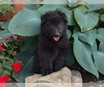 Small #1 Belgian Sheepdog