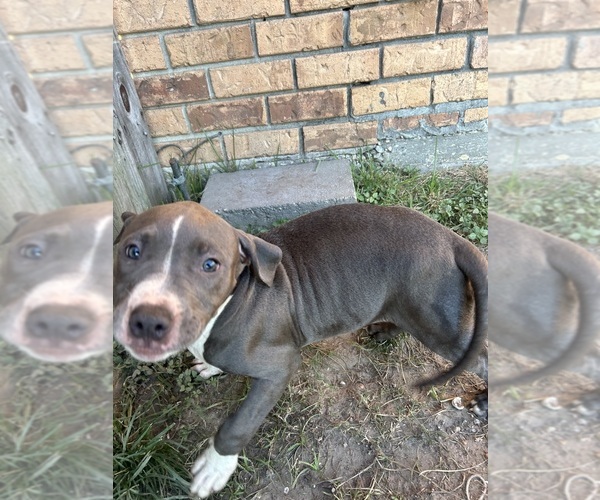 Medium Photo #12 American Pit Bull Terrier Puppy For Sale in NEW ORLEANS, LA, USA